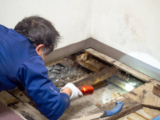 Office Mold Removal Services in Big Bend, WI