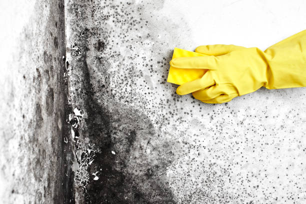 Best Commercial Mold Removal  in Big Bend, WI