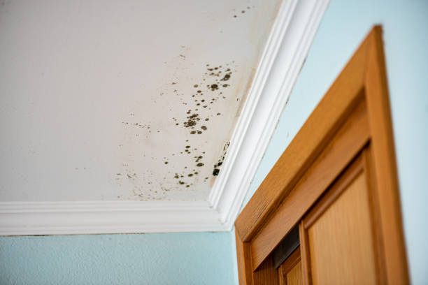 Best Local Mold Removal Service  in Big Bend, WI