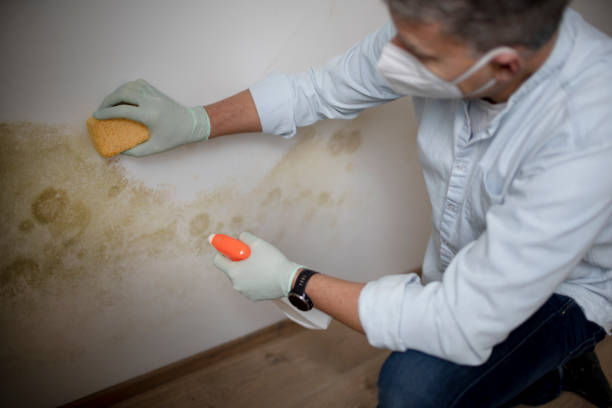 Best Office Mold Removal Services  in Big Bend, WI