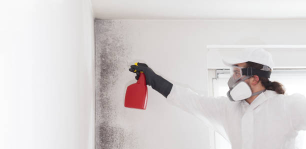Best Emergency Mold Removal  in Big Bend, WI