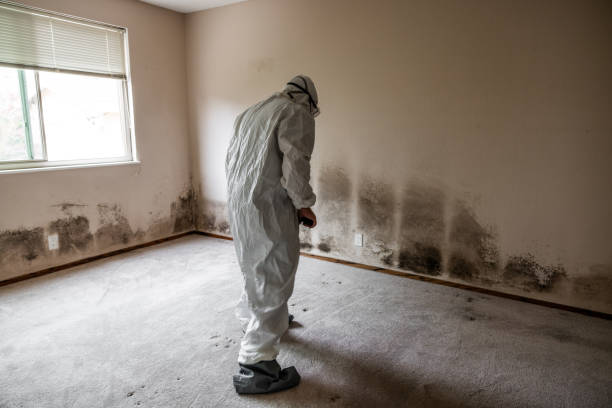 Best Affordable Mold Removal  in Big Bend, WI