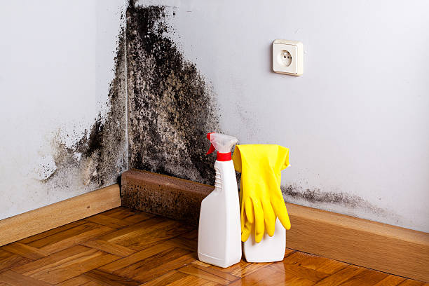 Best Certified Mold Removal  in Big Bend, WI