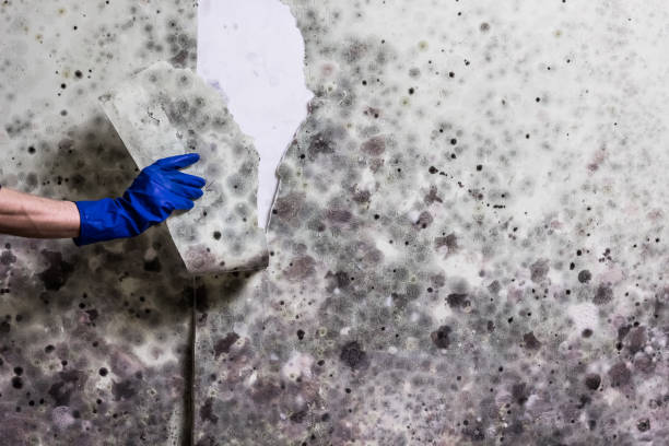 Best Water Damage Restoration  in Big Bend, WI