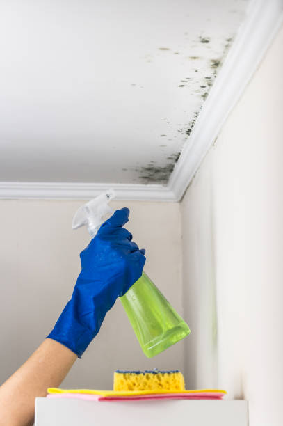 Best Toxic Mold Removal  in Big Bend, WI
